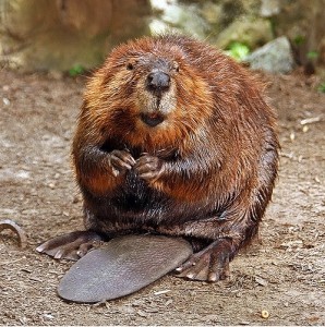Happy Beaver